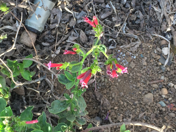 Echium stenosiphon growing at Monte Verde on São Vicente.